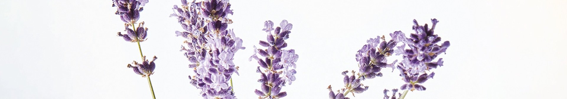 Lavendelblüten - Detailansicht