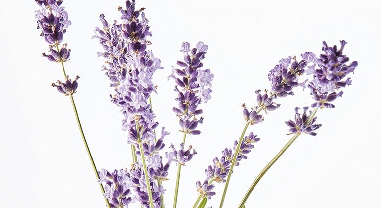 Lavendelblüten - Detailansicht