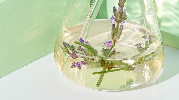 Lavendelblüten schwimmen in mit Öl gefüllten Kolben