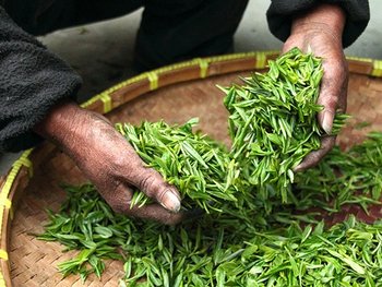 Eine Person hält Grüne Teeblätter in den Händen
