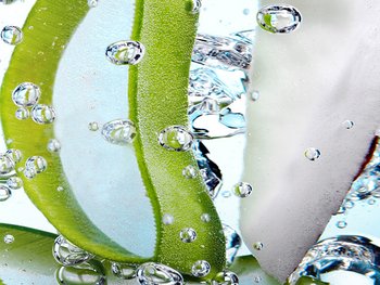 Querschnitt einer Aloe Vera Pflanze unter Wasser
