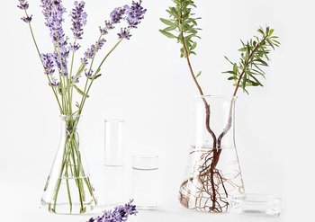 Lavendelblüten in Glasvase