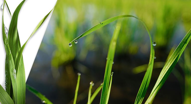 Pflanzenblätter mit Morgentau