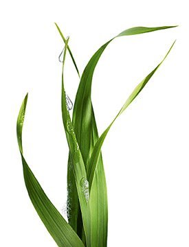 Bio-Inhaltsstoff-Lemongrass-Pflanze-kl