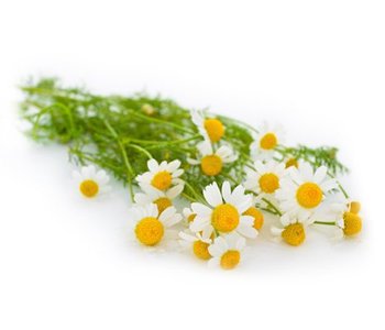 Kamillenstrauß