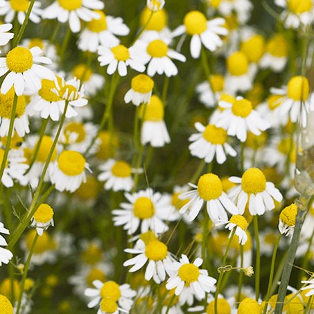 Kamillenblüten