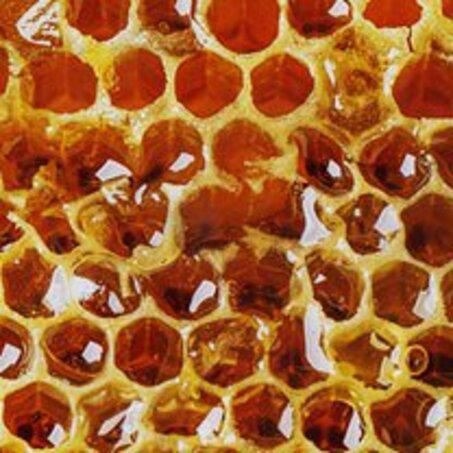 Bienenwabe mit Bienen