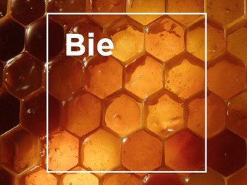 Bienenwaben mit Bienenwachs